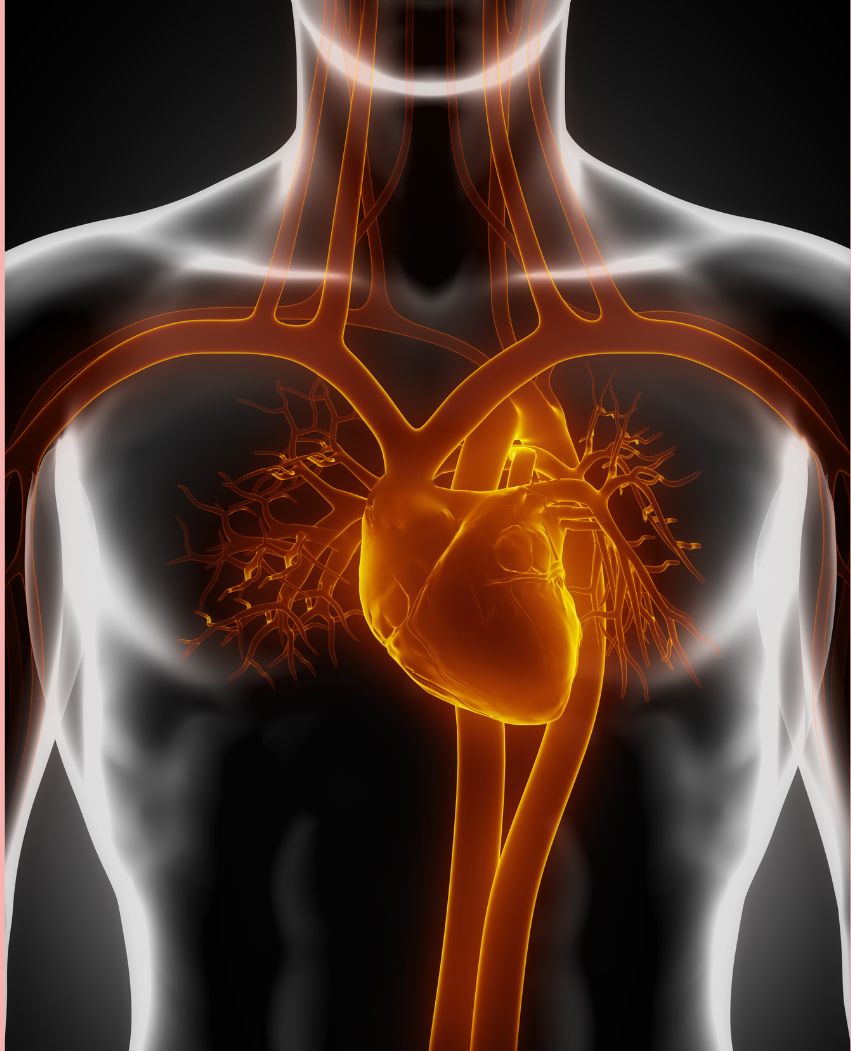 cardiac_heart
